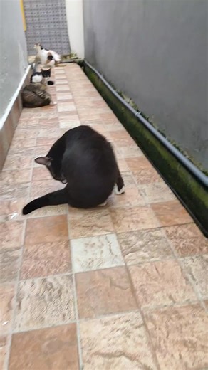 "Mama Eks Sam di biarin si Abu sama si Oreng kelahi