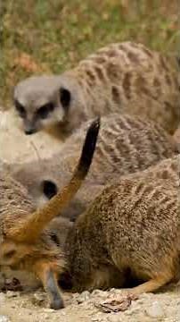 Meerkats in Action! 🐾 Tiny Guardians of the Savannah #WildlifeShorts #AmazingAnimals #MeerkatLife