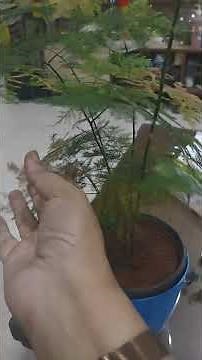 Asparagus Fern (Plumosa Fern) Care Tips | Easy Indoor Plant for Lush Green Foliage