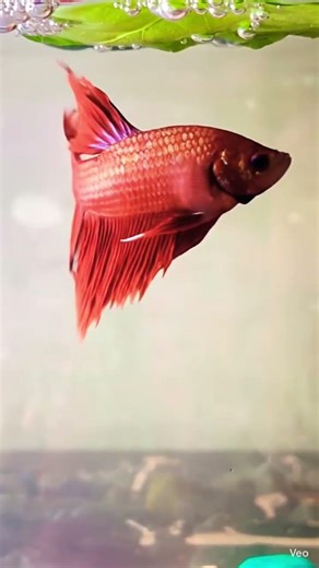 Gold & red color betta #bettafish #viral
