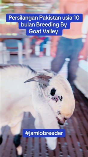 Goat Valley Farm: 10-Month-Old Jamlo Breeders