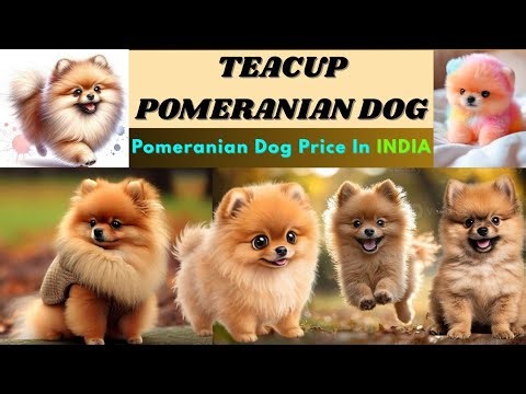 Teacup Pomeranian Dog 🐶 | Cute Pomeranian Dog in India | Small Dog Breeds in India 2025 #pomeranian