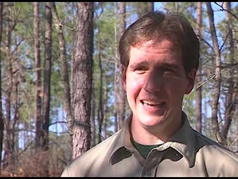 29 Longleaf Pine Discovering Alabama