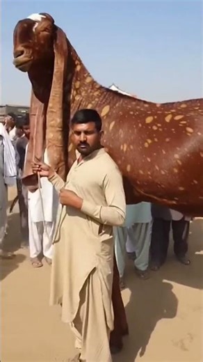 The World’s Biggest Goat! 🐐 | Unbelievable Size