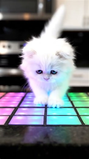 This Kitten Starts Dancing… Then the Kitchen Turns Into a Disco
