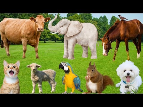 Learn Animal Sounds: Cat, Dog, Cow, Horse, Sheep, Rabbit, Elephant, Squirrel-Animal Life