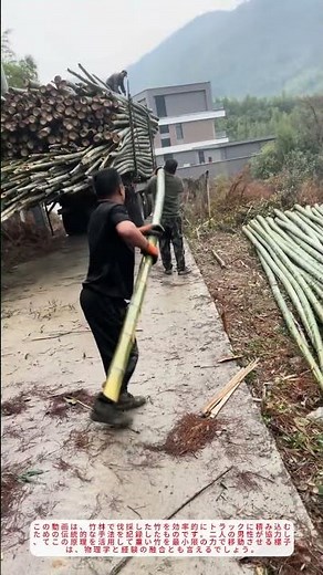 🔥竹の積み込み革命！てこの原理で楽々運搬【伝統の知恵】