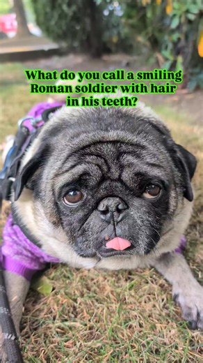 79 reactions · 84 comments | A smiling Roman soldier with hair in his teeth #pug #puglife #gladiator #romansoldiers #fblifestyle #dadjokes #teeth #ig #fbreels #pet #dog | Jacob ThePug Canada | Facebook