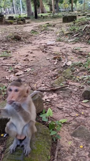 Cutie baby monkey asking food🥰 | Monkey Care