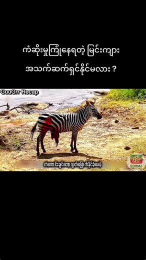 ရှင်သန်ဖို့မျှော်လင့်ချက် ရှိ‌သေးရဲ့လား မြင်းကျား ? 🦓 #creatorsearchinsights #guugrrrecap #fyp #foryou #myanmartiktok🇲🇲🇲🇲