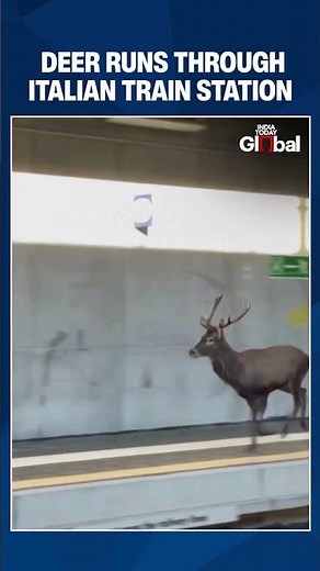 Viral Video: Deer Runs Through Train Station In Italy's Varese, Halts Trains Before Escaping