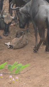 Baby Wildebeest Takes a Break #reel #safari #wildlife #animals #nature | Latest Wildlife Sightings