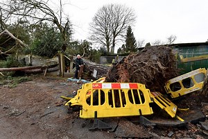 50-tonne tree due to be removed after it fell in two gardens near Wolverhampton