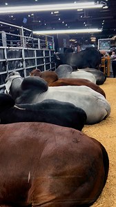 1.6K views · 952 reactions | J & L Cattle Services  en el Show internacional de Houston ven a conocer lo mejor de su genética 溺 100% confiable 欄 RODEOHOUSTON. #metas #razascebuinas #negocios #international #ventas #agro #publicidad #reels #viral #agronomia | Kender Novoa | Facebook