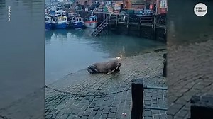 Wandering walrus spotted on the UK coast, thousands of miles from Arctic home