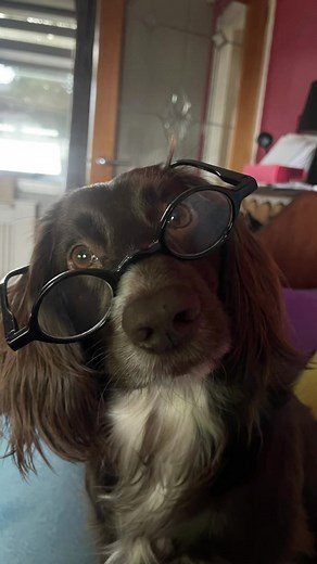 Cocker Spaniel: The Joyful Companion You Need