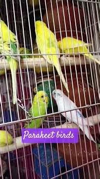 #birds #care of parakeet