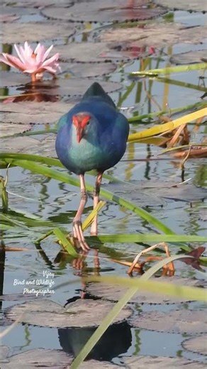 “Beautiful Grey-headed Swamphen in its natural habitat! 🌿🦩 निसर्गात रंगतदार हा पंखीतला सौंदर्य!