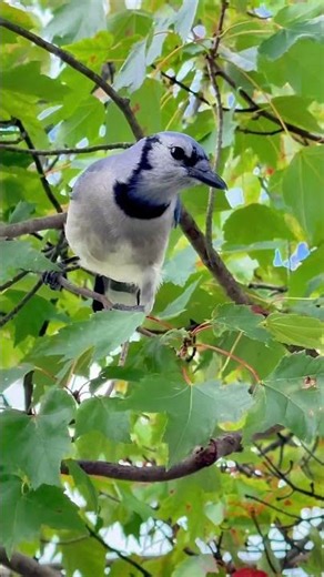 The Blue Jays let us know the feeder was empty today! #birds #backyardbirds #nature #wildlife