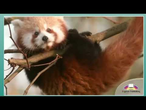 Excel 8 Module 6 The Red Panda