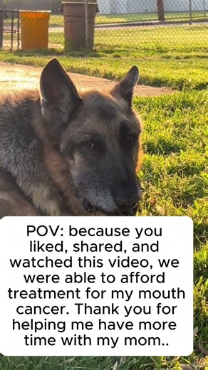 Brave Therapy Dog Jagger Battles Oral Cancer – How You Can Help