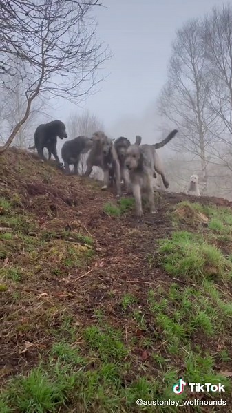 Irish Wolfhound Running Speed