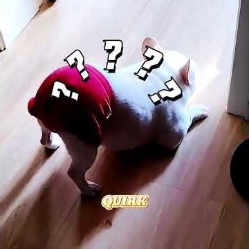 🐶 This sunny pup turned out to be the source of the stench 💨#pets #cute #funny #shorts