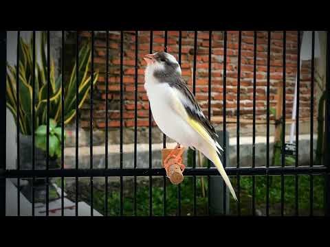The Best Canary Sounds‼️ Belgian Canary Training Song