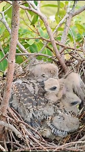 Baby Gray Kites | Border Birds