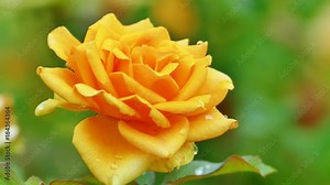 The background image of the colorful flowers, background nature, 4K Stock Video