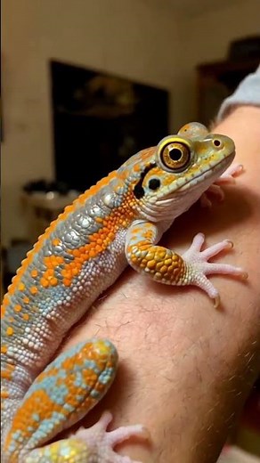 Stunning Tokay Gecko Up Close! | Nature’s Living Art #TokayGecko #GeckoLovers #ReptileTok #ExoticPet