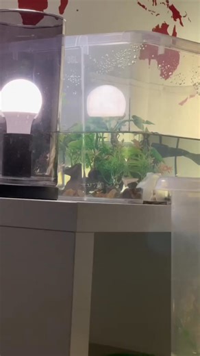 pluto’s moods😂 #reptile #reptilesoftiktok #fypシ #cute #turtle #turtlelover #turtletok #turtlesoftiktok #foryou #cuteness #animals #tank #fyp | TurtleNest Diaries