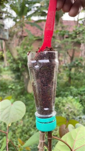 simple plant cultivation method with air layering #grafting