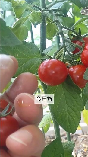 7/5【ミニトマト】収穫 梅雨の時期に この下葉を取ると 栄養が集中して 収穫量が2倍になります