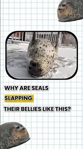 Why are seals slapping their bellies?