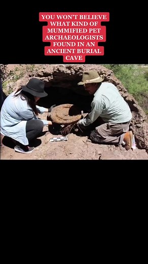 In the ancient times, it was common practice to mummify pets. For example, in ancient Egypt, cats were revered as magical creatures, thought to bring good luck to the people that housed them. When cats passed away, it was common to mummify them by wrapping them in linen. In ancient northern Mexico, they also buried a special kind of pet: macaws. #foryoupage #archaeology #archaeologist #archaeologytiktok #discovery #archaelogicalfindings #archaelogicalsites #northernmexico #mexico #ancientmexico 