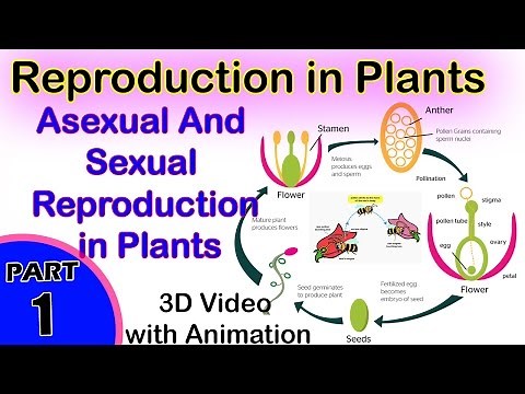 Asexual And Sexual Reproduction in Plants | Reproduction in Plants | 12th CBSE Biology