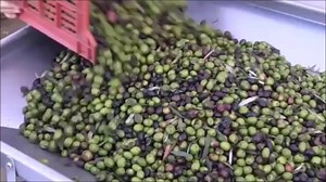 Avocado Oil Extraction Machine Developed for Small Producers That Can Also Extract Olive Oil Natural Oil Extraction Machine
