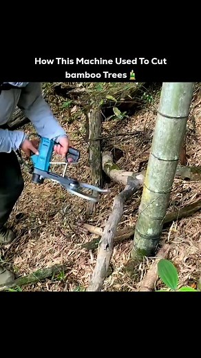 Boost your bamboo processing with a high-performance bamboo cutting machine! ✨ Perfect for various uses, these machines offer precise bamboo slicing and efficient bamboo pole cutting. Pick from manual bamboo cutters for smaller jobs or automatic bamboo processing machines for big industrial runs. Find your ideal bamboo wood cutting machine for furniture, crafts, or building. Get your bamboo craft and production optimized today! Follow @cashichise for more insights and top-notch industry solution