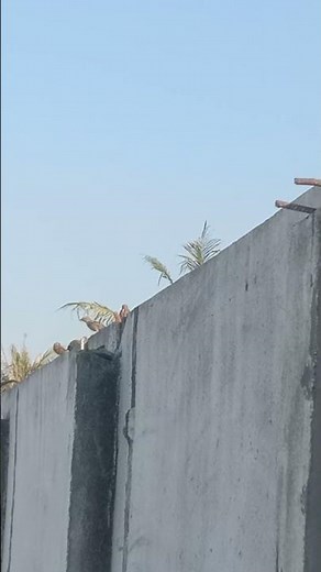 #sparrowbirds #sparrowbirdsound #sparrow