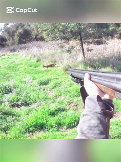 Fox Hunting Show – Very Nice Close ShotsAmazing Fox Hunting Action | Perfect ShotsWild Fox Hunting