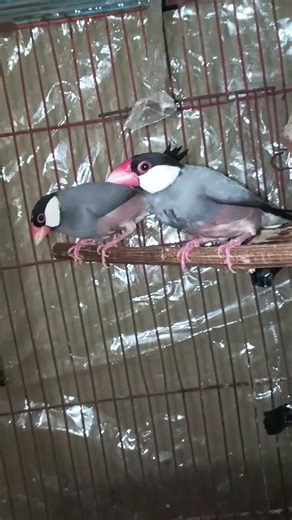 #finches java breedar pair ❤