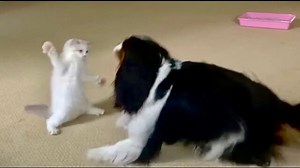 19K views · 535 reactions | Willow, the adorable Ragdoll kitten is bran new to the family and is already making his dominance known. Rambo, the Cavalier King Charles is used to being the boss and seems perplexed at little Willow’s courage. They are becoming fast friends! | Rumble Cats | Facebook