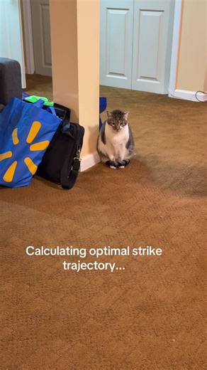 Nibbles is plotting. Moose is just vibing. #petsoftiktok #relatable #funny