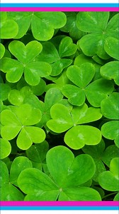St. Patrick's Day Food Inspiration