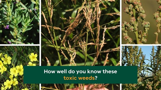 How well do you know your weeds? Dry swamps and dams are a toxic weed risk to livestock. Letting stock graze on the green pick on swampy land or dried up billabongs and dams may seem like a good idea for producers during dry seasonal conditions. However, it’s important to check for toxic weeds and plants first before putting stock onto these areas to feed. Many plants that grow where the land is usually wet and rarely dried out could cause issues. Some examples are: 🌿 dock, 🌿 soursob, 🌿 fat h
