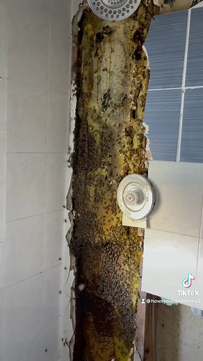 Elisha Bixler 🐝 Lover of Bees on Instagram: "What’s lurks behind your shower 🚿 #downtownstpete #ilovetheburg #bees"