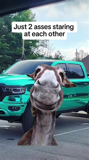 Funny Videos to Share with Friends