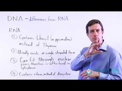 DNA vs RNA (Know These 4 Differences!)