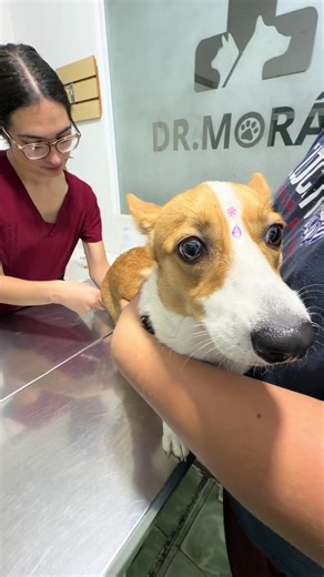 #migajagalleta #corgi | corgi
